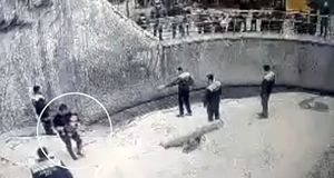 لحظه شوکه کننده پرت کردن دختر ۳ ساله به قفس خرس وحشی به دست مادرش