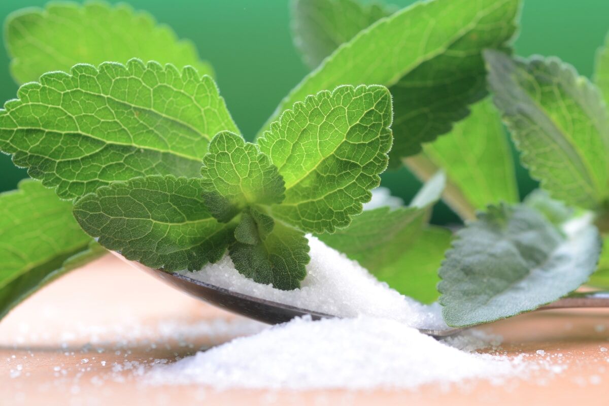 خواص درمانی گیاه استویا در طب سنتی 