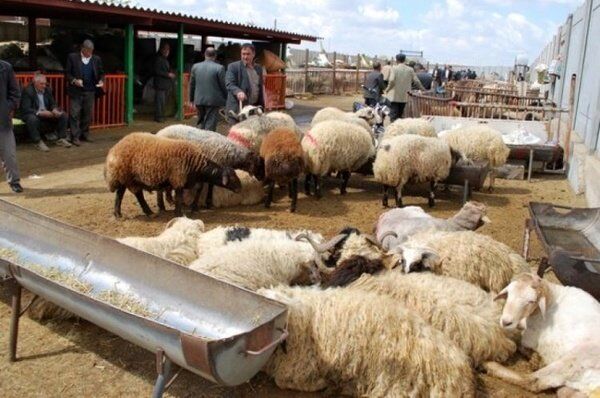 قیمت دام‌ زنده امروز ۳۰ آبان‌ماه ۱۴۰۴