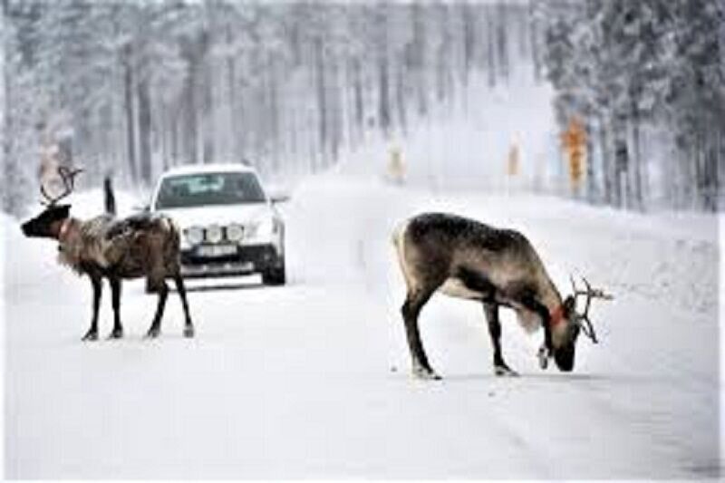 «مبارزان حیات وحش» به تلویزیون می‌آیند