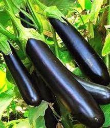 چگونه بادمجان شیرین را از بادمجان تلخ تشخیص دهیم؟