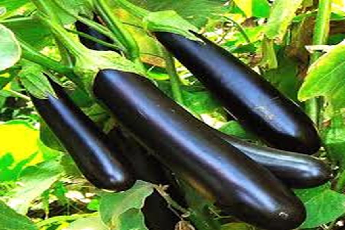 چگونه بادمجان شیرین را از بادمجان تلخ تشخیص دهیم؟