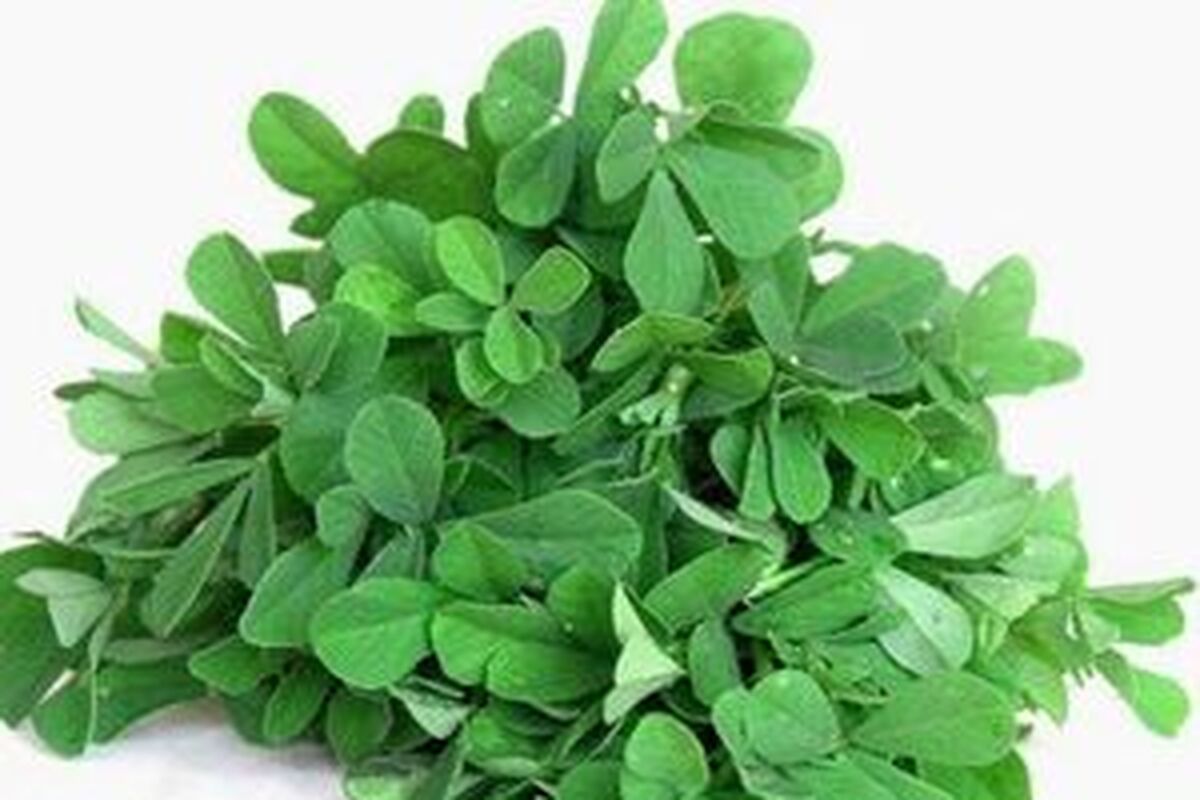 چربی‌ خون خود را با این گیاه درمان کنید