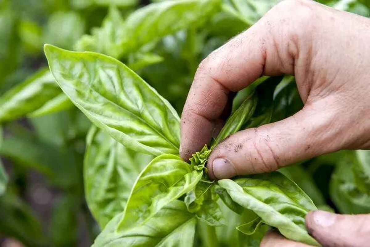 این نوع سبزی برای درمان دیابت معجزه می کند!