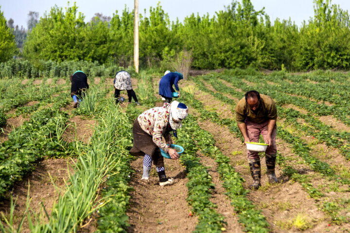 جبران خسارت کشاورزان در مناطق سیل‌زده