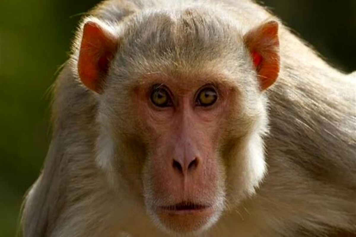 واژگونی کامیون حامل میمونهای مبتلا به ویروسهای خطرناک