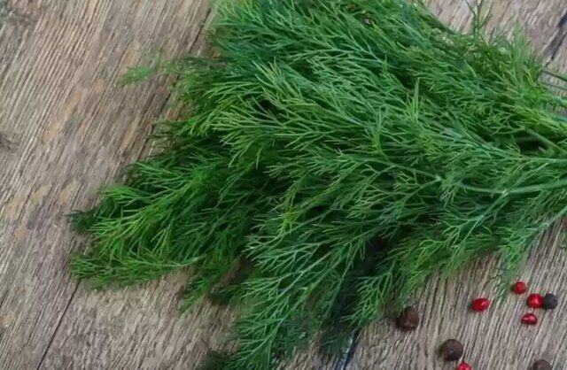 خواص شوید از دیدگاه طب سنتی