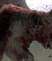 تلف شدن یک قلاده خرس در تصادف با پراید