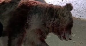 تلف شدن یک قلاده خرس در تصادف با پراید