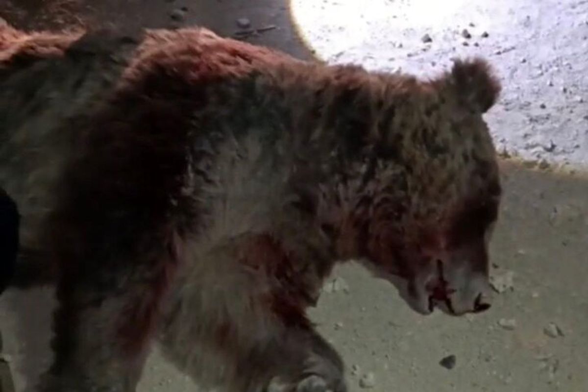 تلف شدن یک قلاده خرس در تصادف با پراید