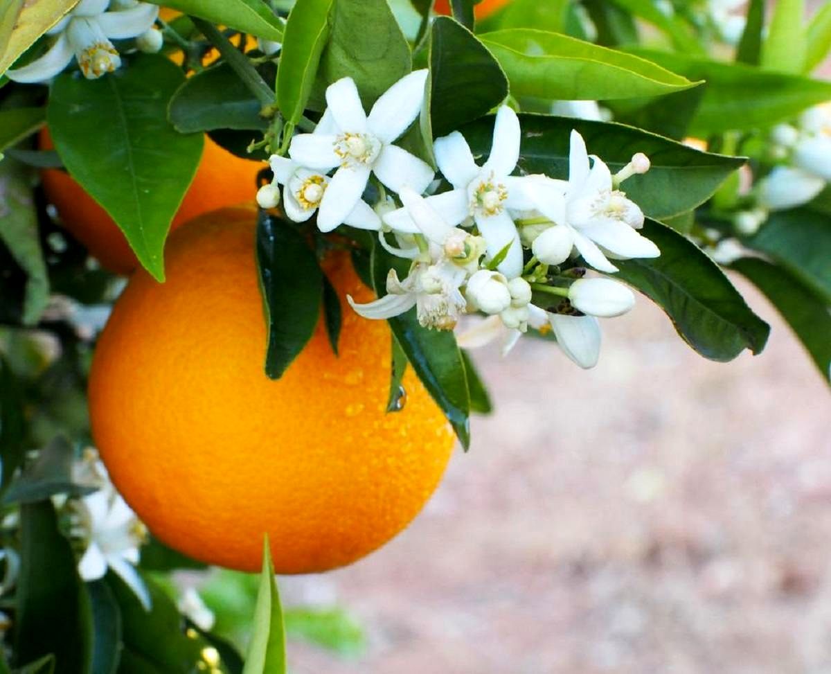 با این عرق گیاهی بی خوابی را درمان کنید 