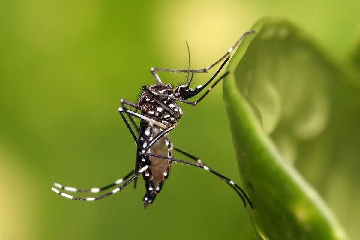 یک پشه بسیار خطرناک واردکشور شد

