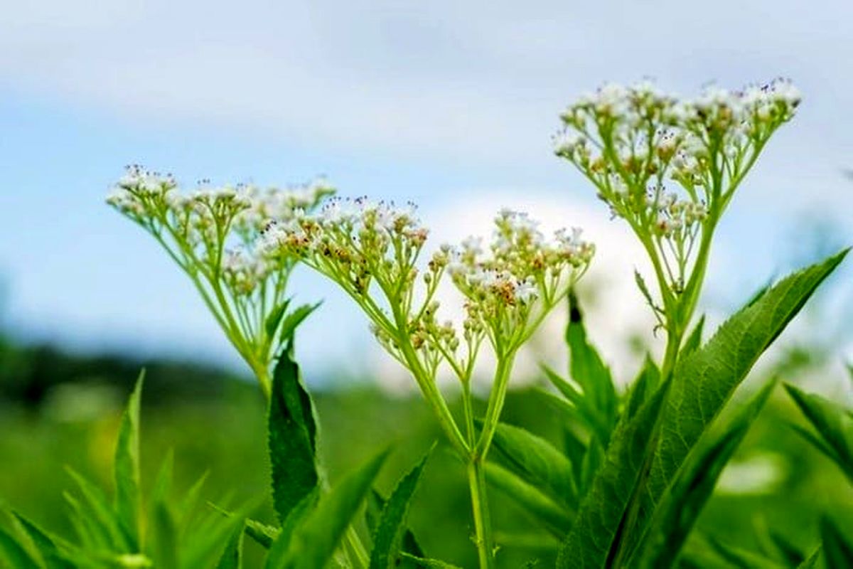 جایگزین آسپرین فقط این گیاه است