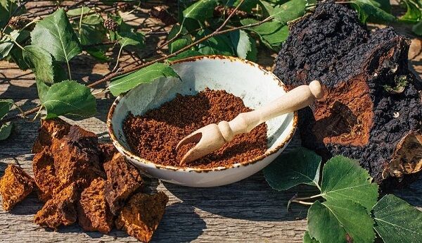 معرفی فواید باورنکردنی قارچ چاگا
