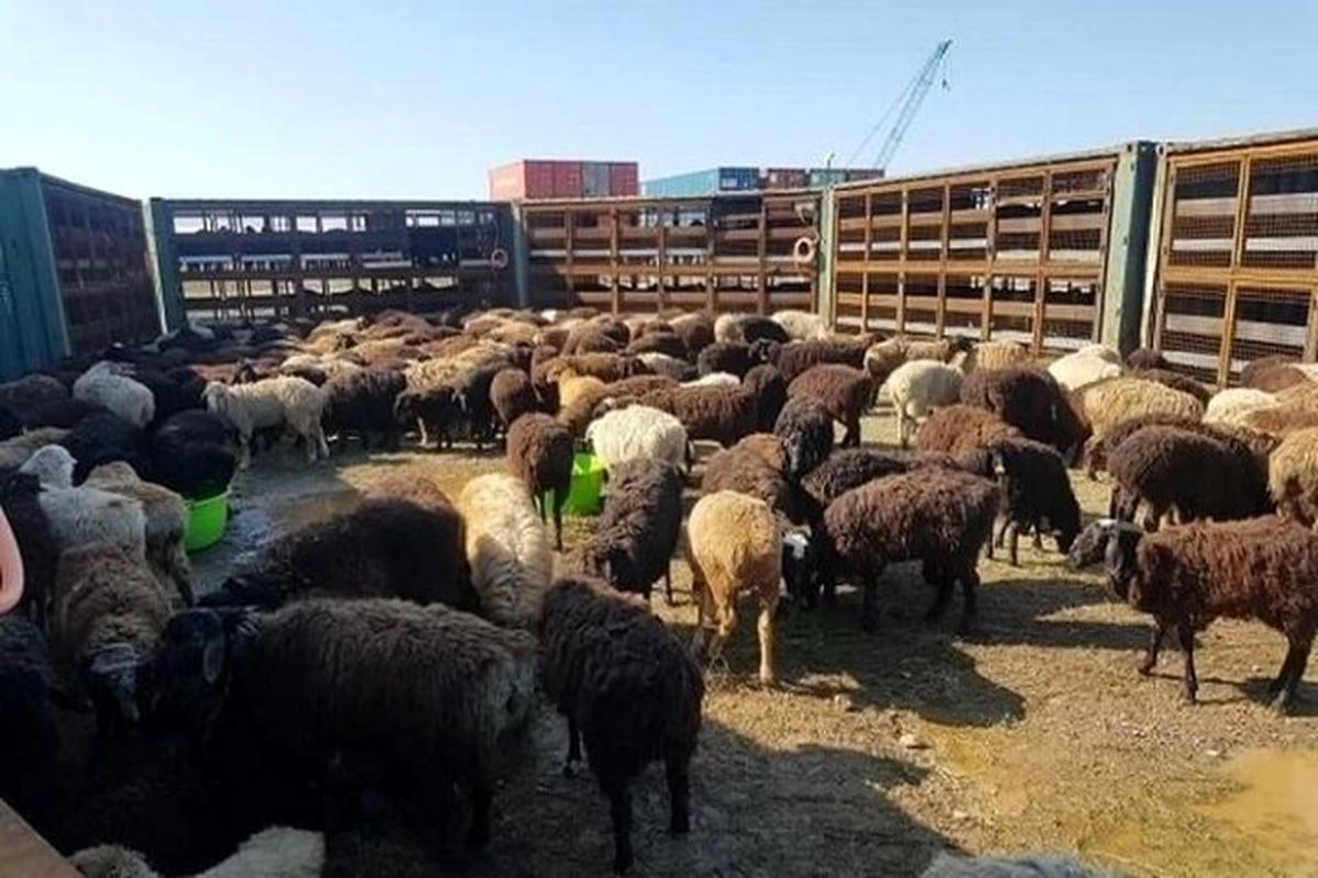 صدور دامدارکارت برای مرغداران و دامداران