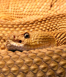 بزرگترین لانۀ مار کجاست؟