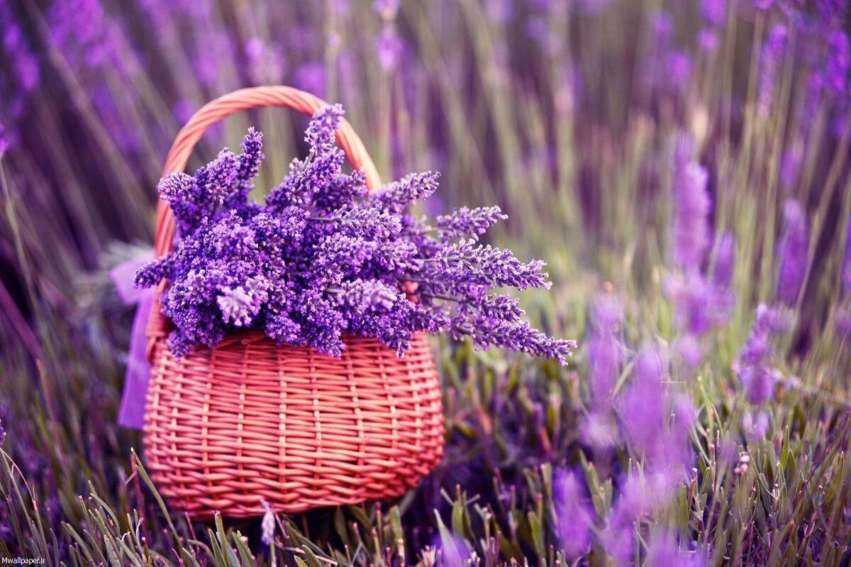 گیاهی شگفت انگیز با اثرات آنتی بیـوتیکی و ضـدقـارچی