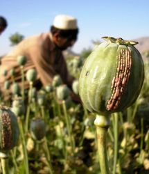 تریاک گران شد!