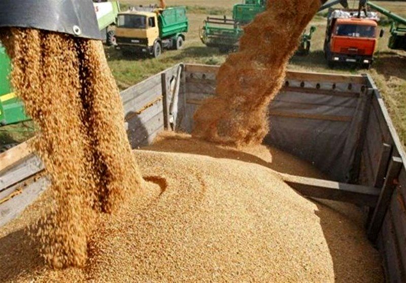 جنجال ذرت های آلوده در همدان/از تایید قوه قضاییه تا تکذیب دولت