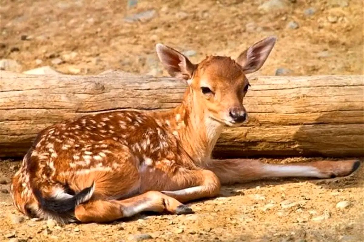 ماجرای ذبح گوزن زرد در مراسم اربعین چیست؟