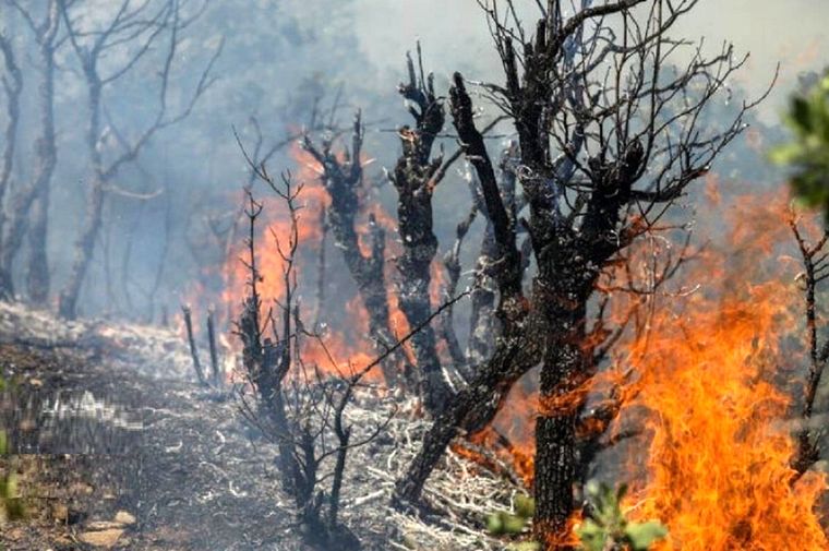 عامل آتش سوزی جنگل‌های چالوس مشخص شد