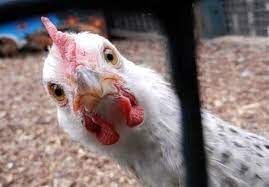 مرغ از فردا گران می‌شود