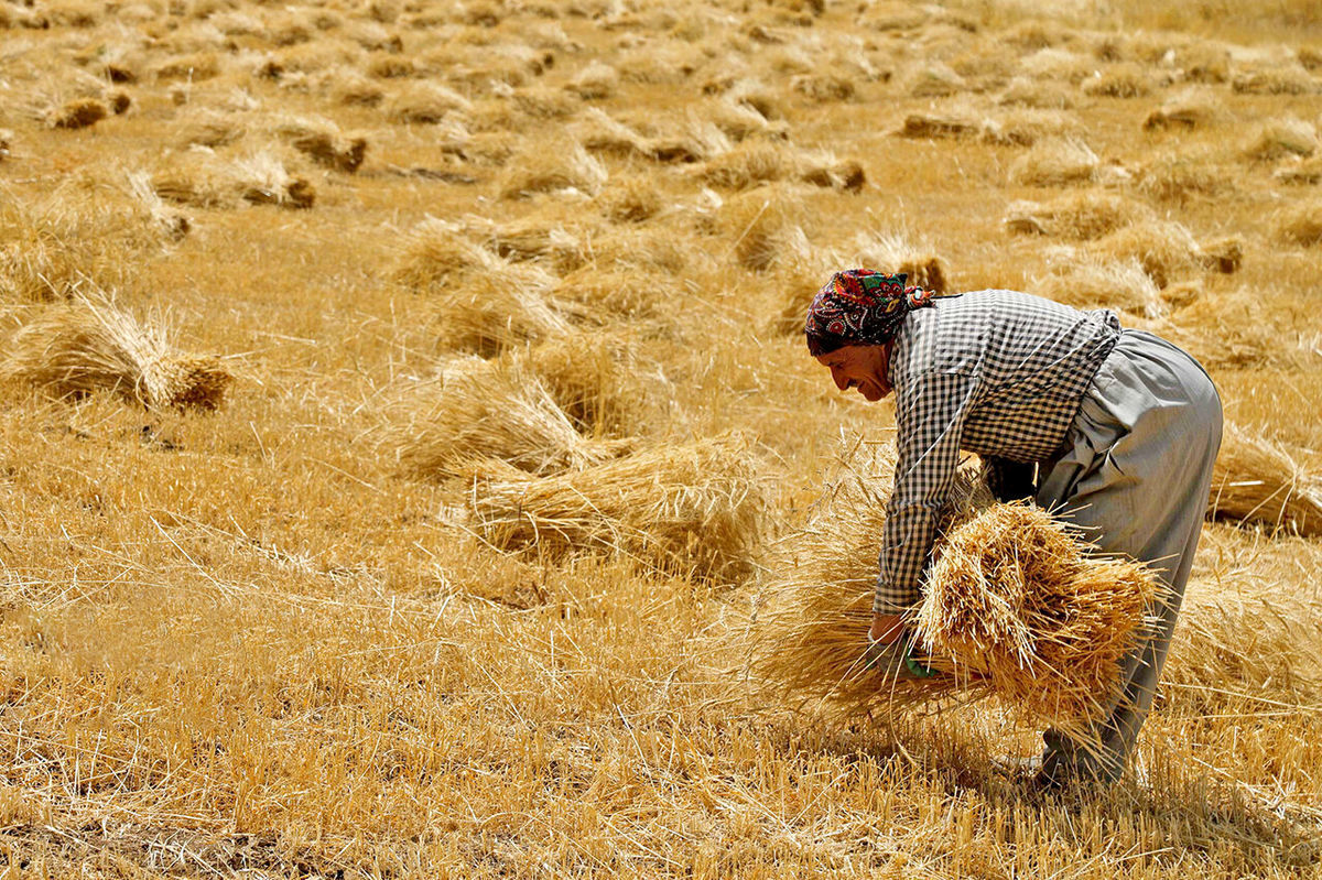 خبر مهم برای گندمکاران/ زمان پرداخت مطالبات و تعیین قیمت گندم