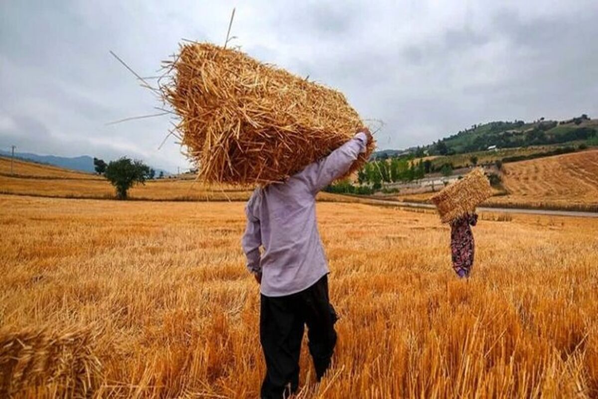 دولت در تعطیلات نیمه خرداد چقدر گندم خرید؟