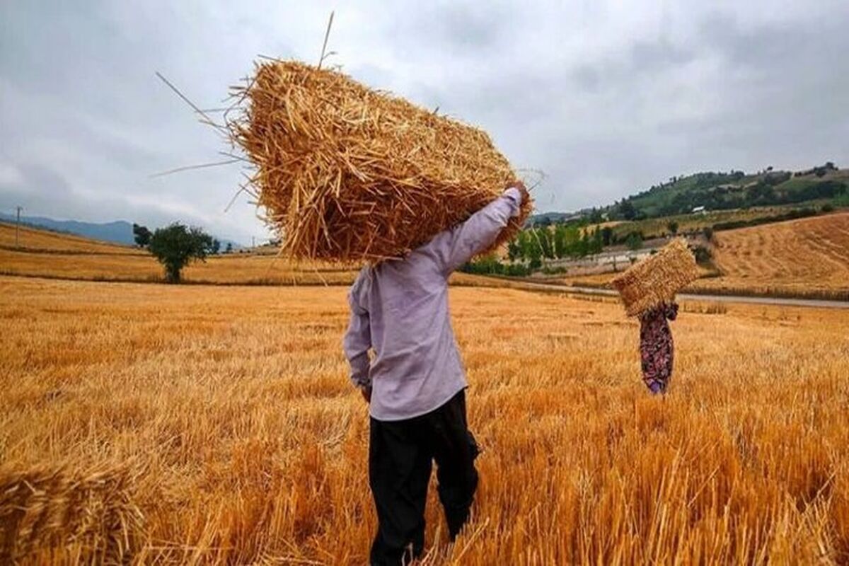 دولت در تعطیلات نیمه خرداد چقدر گندم خرید؟