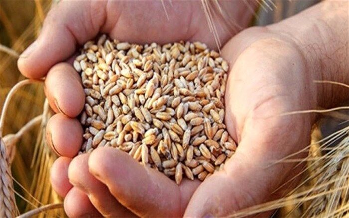 قیمت ۳ کیلو گندم‌ چقدر میشود؟