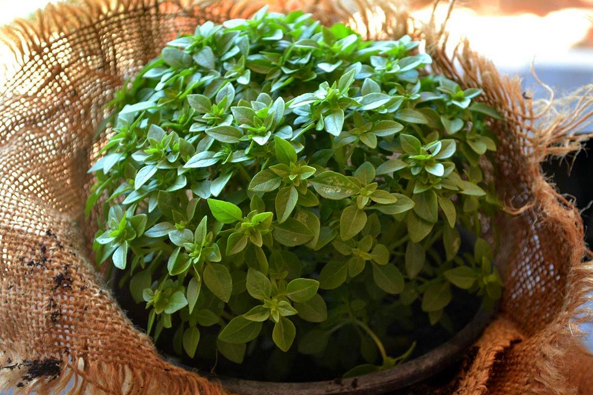 روش کاشت سبزه ریحان در اشکال مختلف
