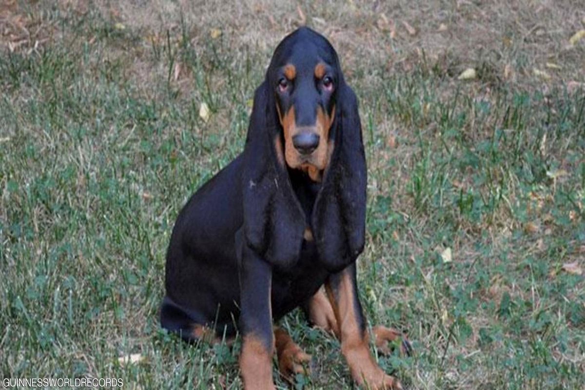 سگی که وارد گینس شد+ عکس