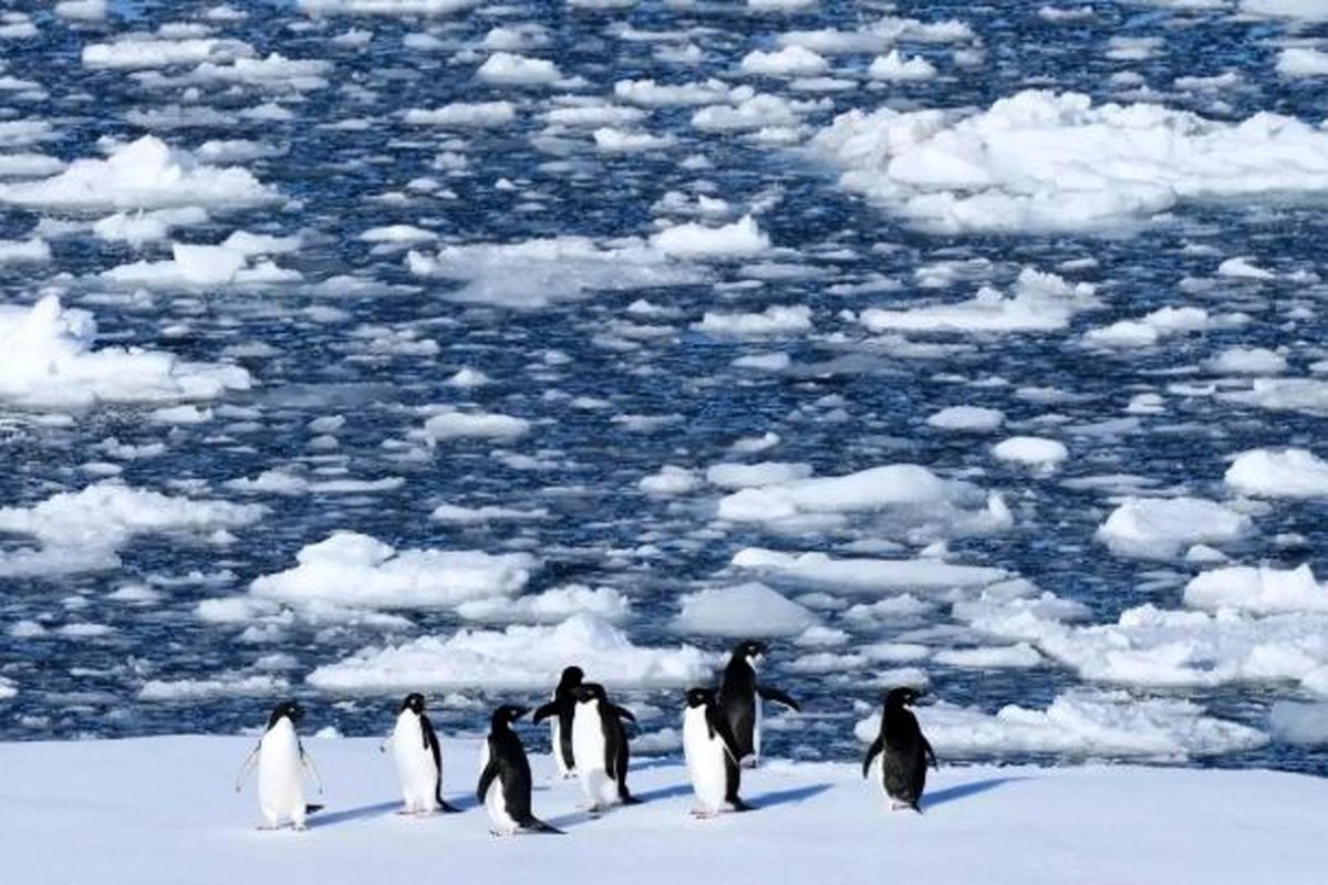 تصاویر؛ حیات در قطب جنوب زیر سایه تغییرات اقلیمی