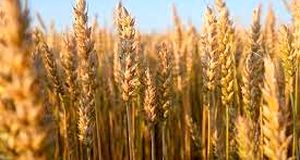 خبر مهم درباره قیمت گندم و پرداخت مطالبات گندمکاران