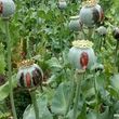 ماجرای کشت خشخاش در ایران به کجا رسید؟
