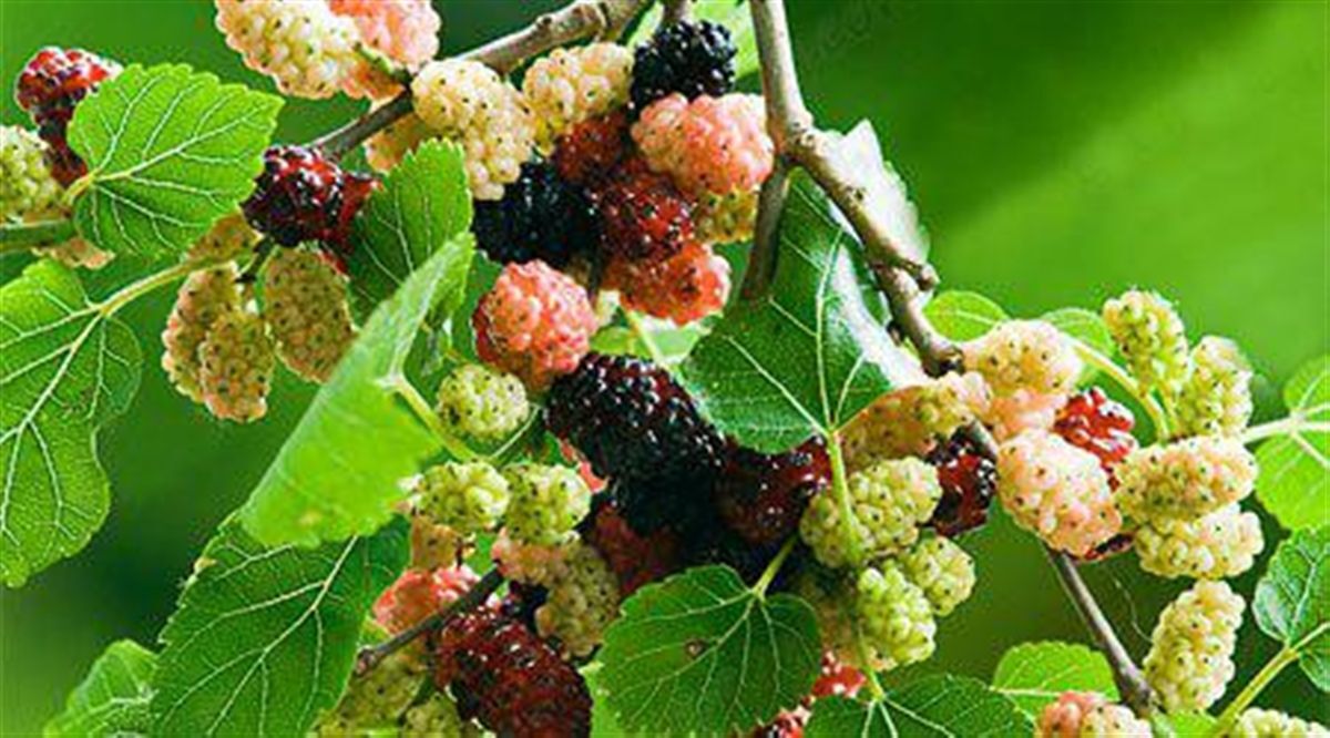  این میوه سمی را بخورید می میرید!