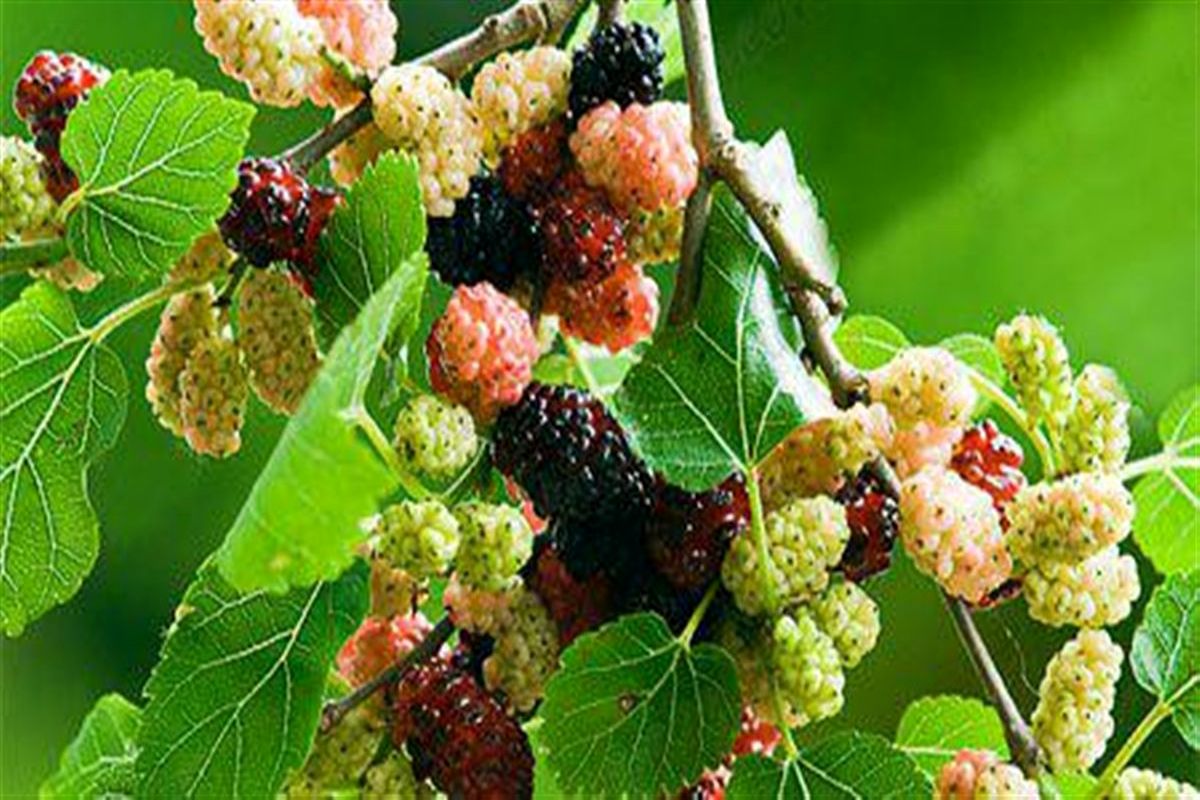 این میوه سمی را بخورید می میرید!