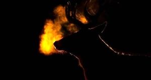 تصاویر؛ برندگان مسابقه عکاسی علمی انجمن سلطنتی ۲۰۲۵