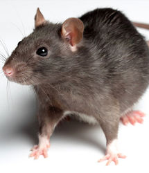 ماجرای عجیب فرار ناگهانی تمام مشتریان این رستوران! +فیلم