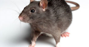 ماجرای عجیب فرار ناگهانی تمام مشتریان این رستوران! +فیلم