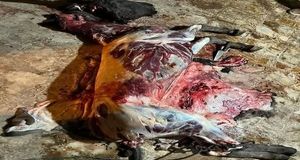 دستگیری عوامل رستورانی که در جاده قزوین - رشت از گوشت الاغ استفاده می‌کرد 