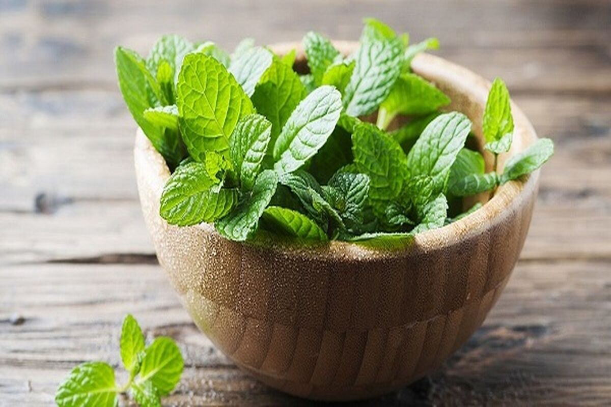 آشنایی با فواید استفاده از نعناع