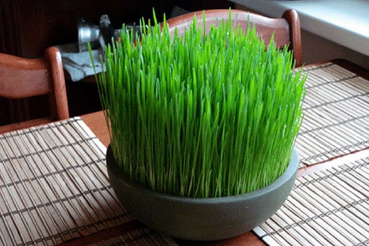 برای سفره هفت سین چه دانه‌ای را سبز کنیم؟
