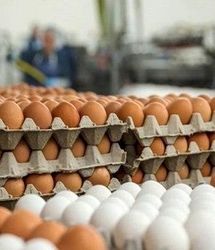 قیمت تخم مرغ هر شانه 420 هزار تومن می شود؟