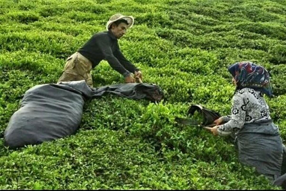  ابلاغ قیمت خرید تضمینی برگ سبز چای