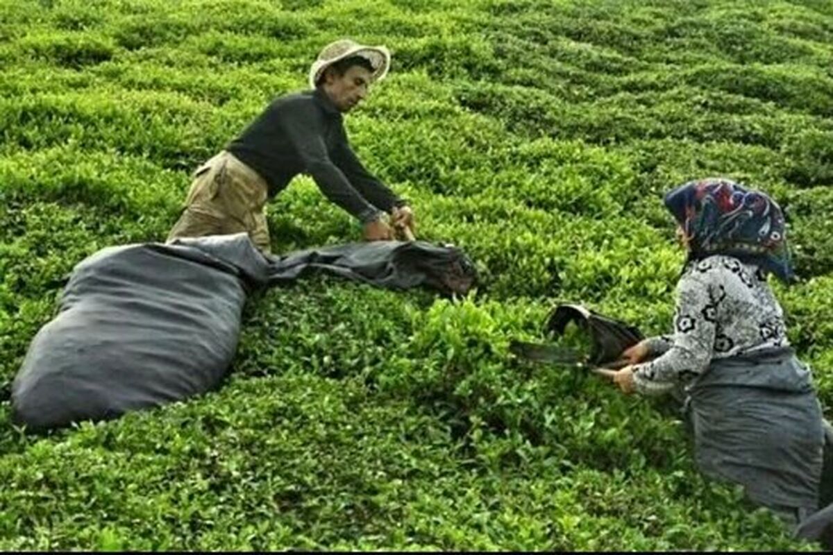  ابلاغ قیمت خرید تضمینی برگ سبز چای