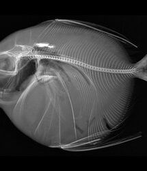 تنها ماهی خون گرم دنیا / با ماه ماهی آشنا شوید+عکس و ویژگی ها