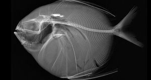 تنها ماهی خون گرم دنیا / با ماه ماهی آشنا شوید+عکس و ویژگی ها