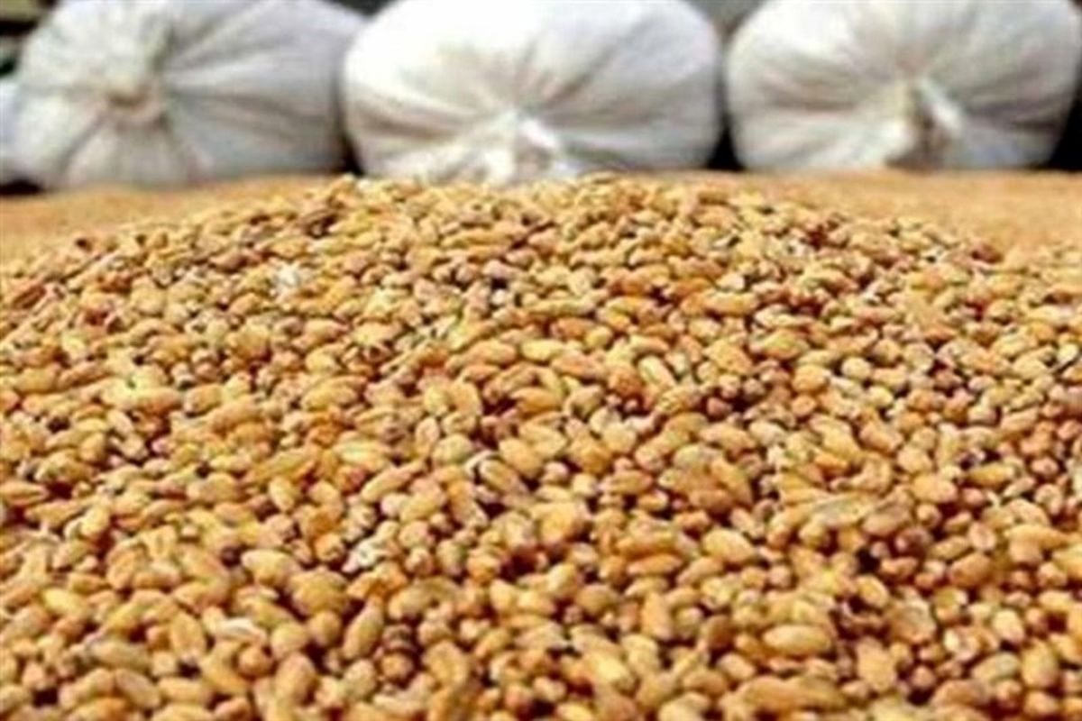 احتمال واردات و صادرات نهادهها و خوراک دام و طیور با ارز آزاد