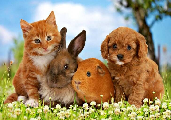 تصمیم عجیب زن ثروتمند برای حیوانات خانگی اش